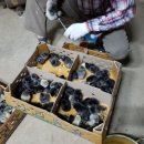 금산청계농장 이미지