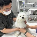 도청동물병원 뉴시스