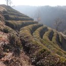 보성신옥로제다 이미지