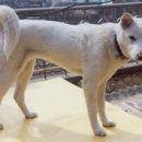 백구로-1 이미지