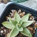 주성농장 이미지