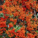 표준반상 이미지