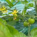 강씨농장 이미지