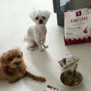 AIR PET | 강아지가 잘 먹는 '꾹펫 조인트케어 소프트 사료' (양고기/관절) 후기