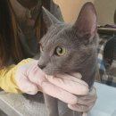 알았당개 이미지