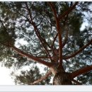 정곡초등학교 이미지