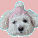 도그 앤 조이 이미지