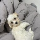 하바네즈 코리아 이미지