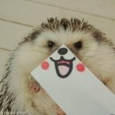 고슴도치