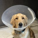 보담동물의료센터 이미지