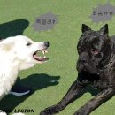 도그파파 이미지