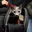 루이펫독 이미지