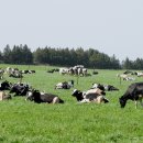 대표목장 이미지