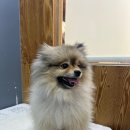 도도그루밍 이미지