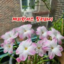 제피란서스 릴리파이 이미지