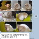 우다다햄쮸 이미지