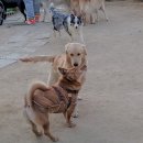 개두방정 이미지