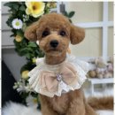 우리동네펫샵 이미지