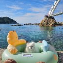 용화 | 강원도 스노쿨링 명소 삼척 용화방파제 애견동반 후기
