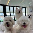 반려담애견유치원 이미지