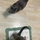 그랜드벳동물병원 이미지