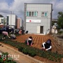 안강4리 대경일보