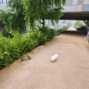 그루밍독스 이미지