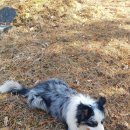 가야골수라간 이미지