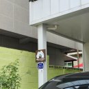 데이지 닮다 이미지