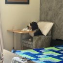 굿니스 피티 | 호주간호사일상) 두쫀쿠먹고십어