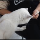 캣츠하우스 이미지