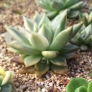 그레이트코비금. 스나이퍼금. k마리아금. 파랑새몬따니아금. 쥬피터백금 이미지