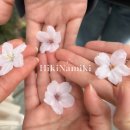 산호천 생태하천 거리(산책길) | 2026 부산 벚꽃 개화시기 및 부산 숨은 벚꽃 명소 5곳 직접 다녀온 곳들로만 정리