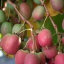 다래유통 이미지