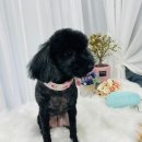 몽스토리 이미지