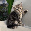 퍼피캣 강아지분양 고양이분양 대구경산점 | 경산고양이분양 부모묘확인하고 가정묘를 데려왔어요 도레미캣