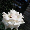 아람목장 이미지