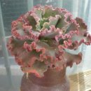 기쁨이네 이미지