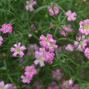 안개초(Common gypsophila) 이미지