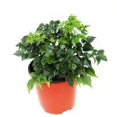 행복나무 이미지