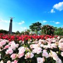 조선대학교 장미축제 공연 안내 이미지