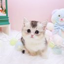 꿈꾸는동물병원 이미지