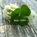 클로버 이미지