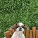 애견샵 컬리독 이미지
