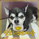 이쁘개 아름답개 이미지