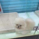 내품에 강아지 이미지