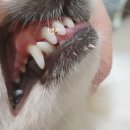 페츠온 동물병원 이미지