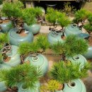 현해농장 | 소나무 분재와 조경수 방문 후기