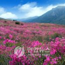 비슬산 이미지