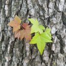 물들어간다는 것은 이미지